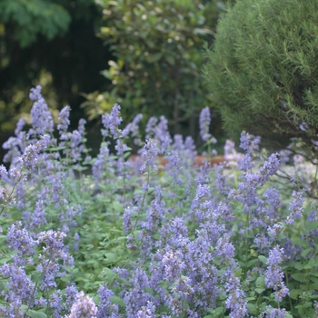 Nepeta x faassenii 