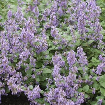 Nepeta 'Joanna Reed' 