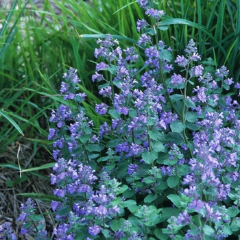 Nepeta racemosa 'Blue Wonder'