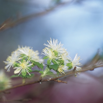 Neviusia alabamensis '' (034271)