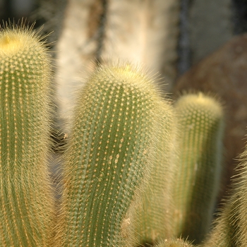 Notocactus leninghausii 