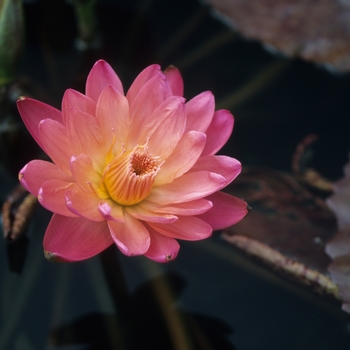 Nymphaea 'Albert Greenberg'