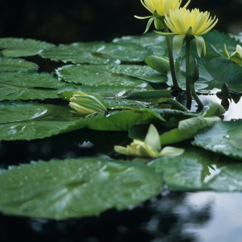 Nymphaea 'Aviator Pring' 