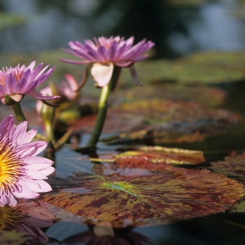 Nymphaea 'Bagdad'