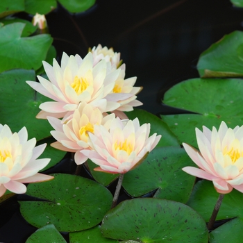 Nymphaea 'Barbara Dobbins'