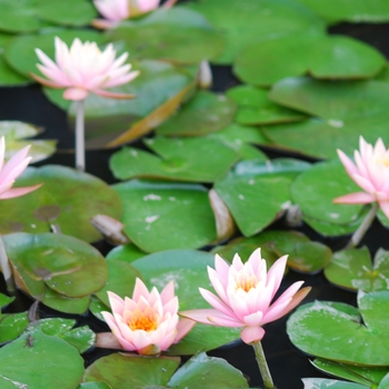 Nymphaea 'Colorado' 