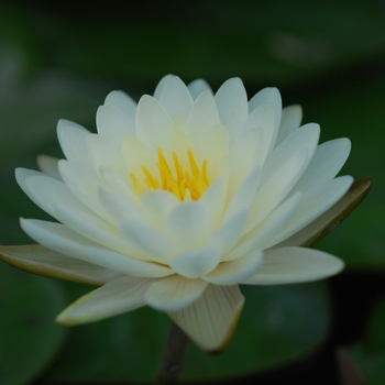 Nymphaea 'Denver' 