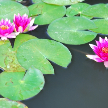 Nymphaea 'Gloriosa'