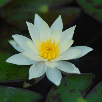 Nymphaea 'Pygmaea Helvola'