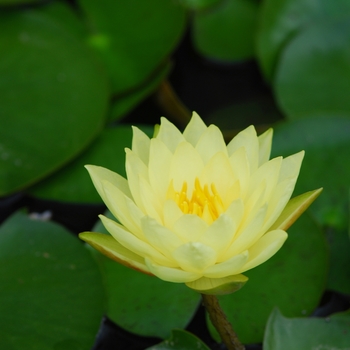 Nymphaea 'Joey Tomocik'