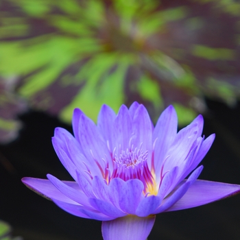 Nymphaea 'Leopardess' 