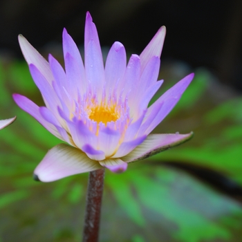 Nymphaea 'Madame Ganna Walska' 