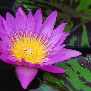 Nymphaea 'Queen of Siam'