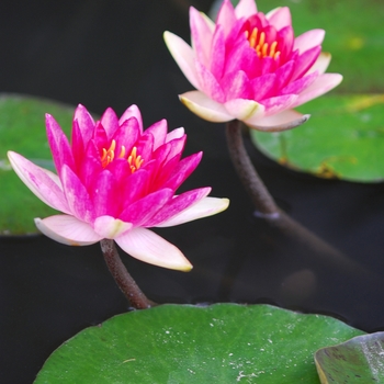 Nymphaea 'Steven Strawn'