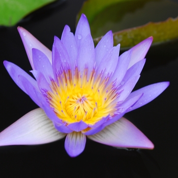 Nymphaea 'Tina'