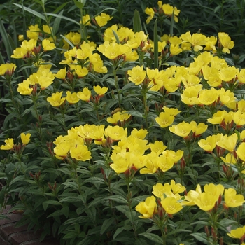 Oenothera fruticosa 'Illumination' 