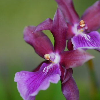 Oncidium grex 'Purple Queen'