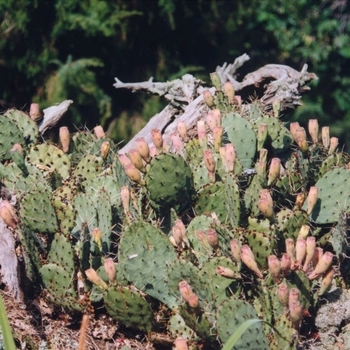 Opuntia 'Multiple Varieties'