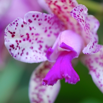 Orchidaceae 'Multiple Varieties' 