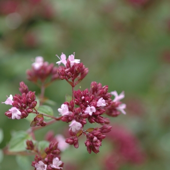 Origanum 'Rosenkuppel'