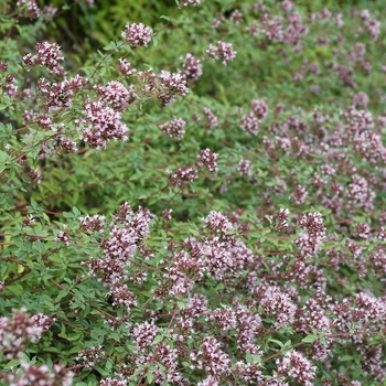 Origanum laeviagatum 'Herrenhausen' 