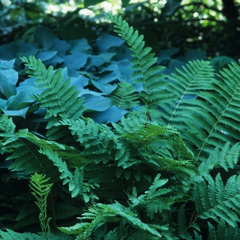 Osmunda claytoniana 