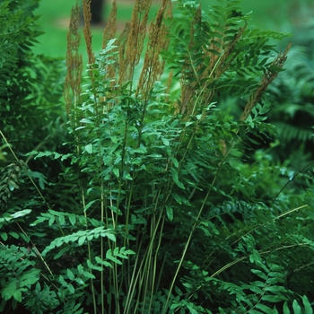 Osmunda regalis 