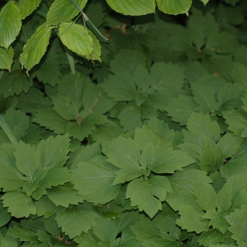 Pachysandra procumbens 