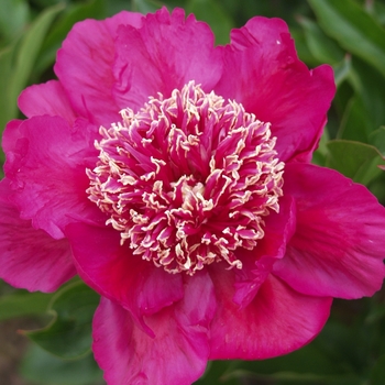 Paeonia lactiflora 'Barrington Belle'