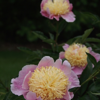 Paeonia 'Bob Kreckler' 