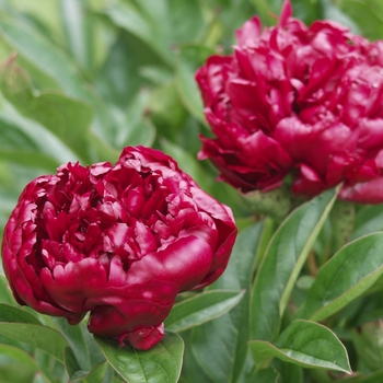 Paeonia lactiflora 'Bonanza'