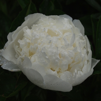 Paeonia lactiflora 'Bridal Icing'