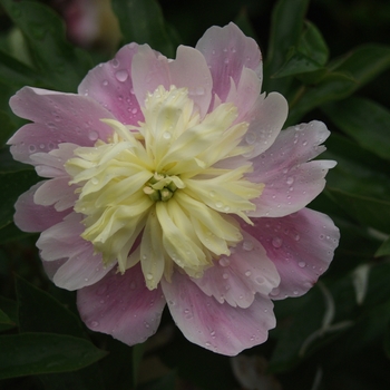 Paeonia lactiflora 'Butter Bowl'