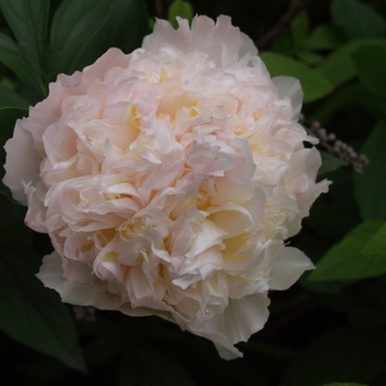 Paeonia 'Cheddar Cheese' 