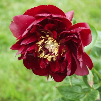 Paeonia 'Chief Logan' 