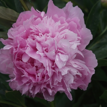 Paeonia lactiflora 'Dinner Plate'