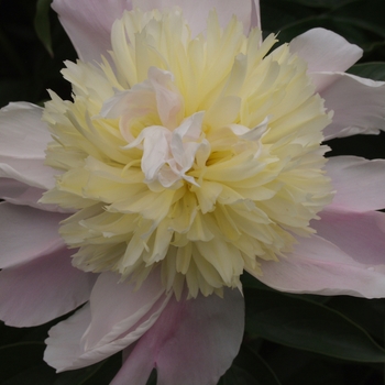 Paeonia 'Dixie'