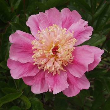 Paeonia lactiflora 'Doreen'