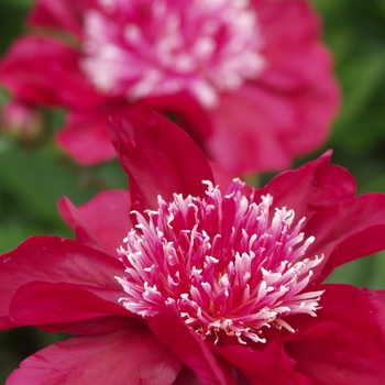 Paeonia lactiflora 'Dr. Jekyll' 