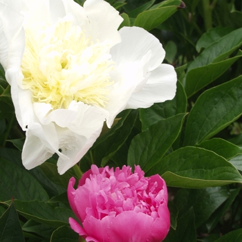 Paeonia lactiflora 'Edulis Superba'