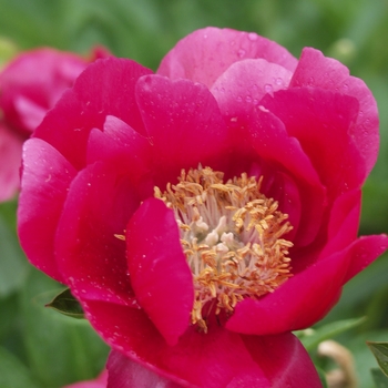 Paeonia 'Fairy Princess'