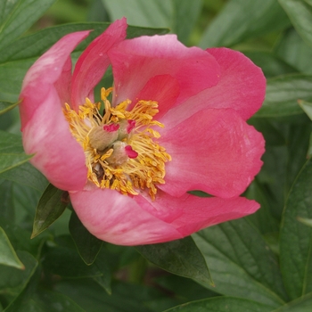 Paeonia lactiflora 'Flame'