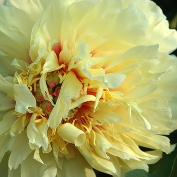 Paeonia 'Golden Treasure'