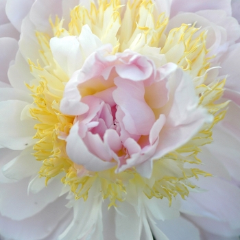 Paeonia lactiflora 'Golly'