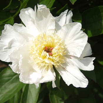 Paeonia 'Goods Gem'