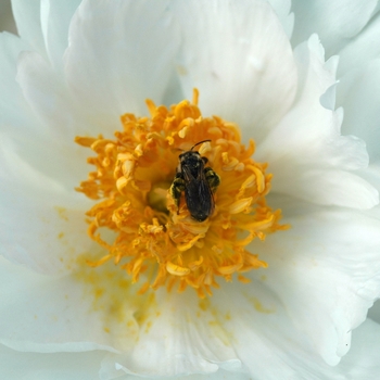 Paeonia lactiflora 'Krinkled White'