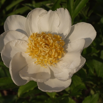 Paeonia lactiflora 'Louise Marx'