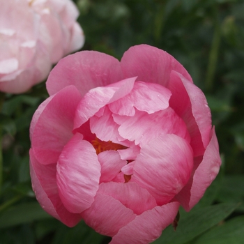 Paeonia lactiflora 'Ludovica'