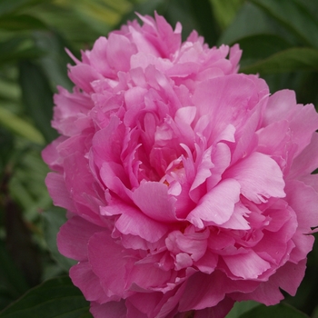 Paeonia lactiflora 'Marietta Sisson'