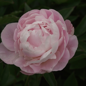 Paeonia lactiflora 'Martha Reed' 